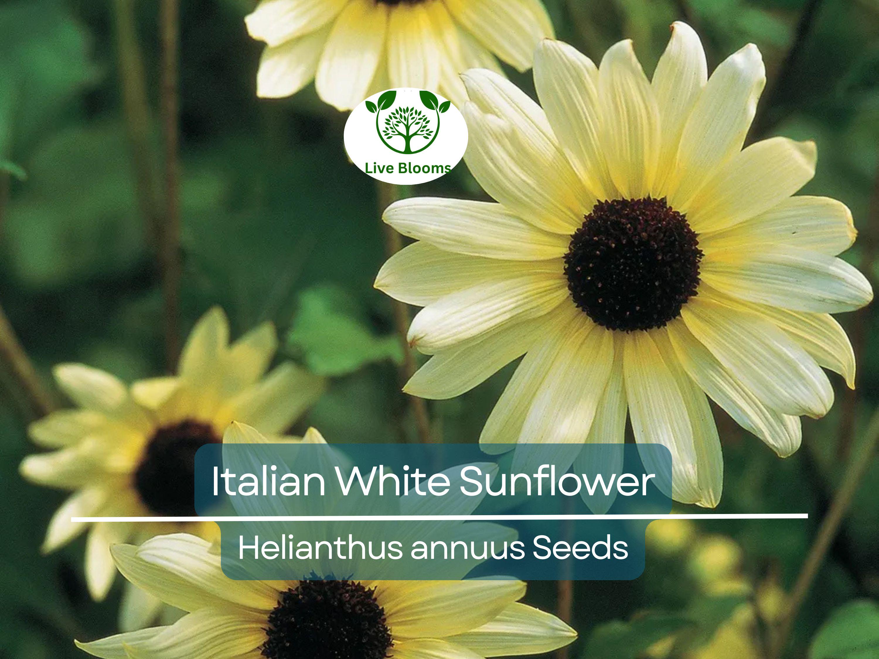 100 Seeds Italian White Sunflower, Non-GMO, Pollinator Friendly, Cut Flowers, Bees, Beautiful White Blooms, Easy to Grow Garden Flowers