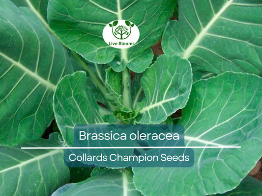 300 Seeds Collards Champion – Brassica oleracea | Heirloom Collard Greens for Planting, Gardening & Nutritious Harvests