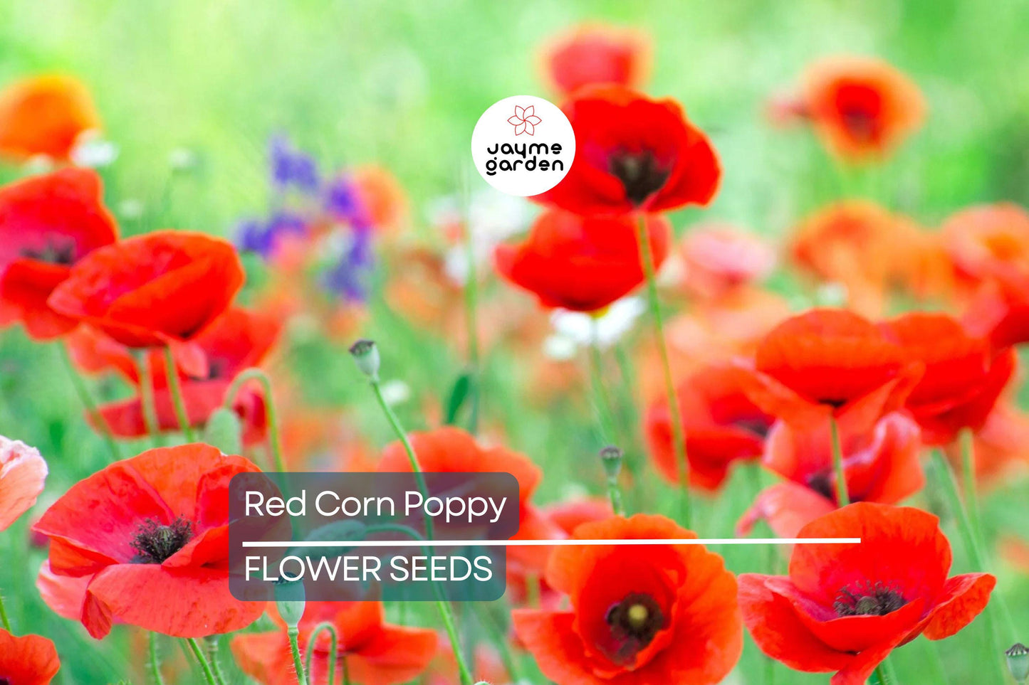3000 Red Corn Poppy Seeds - Papaver Rhoeas, Bright Red Blooms, Free Shipping