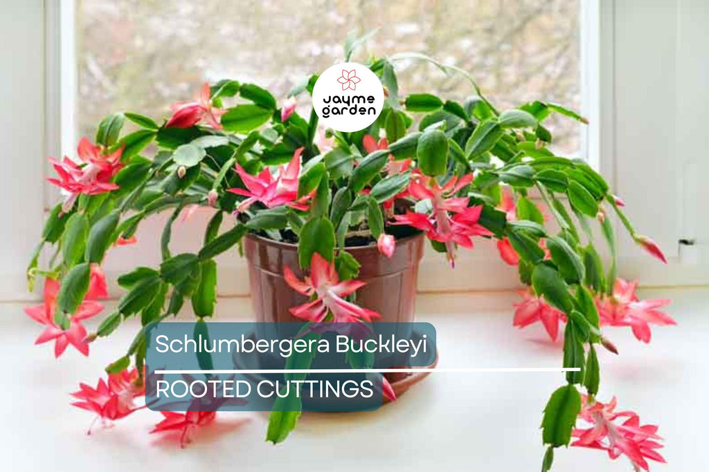 Schlumbergera Buckleyi Original Christmas Cactus, 3 Rooted Cuttings, Repeat Bloomer, No Soil or Pots, Easy Care Indoor Plant