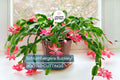 Schlumbergera Buckleyi Original Christmas Cactus, 3 Rooted Cuttings, Repeat Bloomer, No Soil or Pots, Easy Care Indoor Plant
