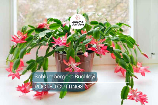 Schlumbergera Buckleyi Original Christmas Cactus, 3 Rooted Cuttings, Repeat Bloomer, No Soil or Pots, Easy Care Indoor Plant