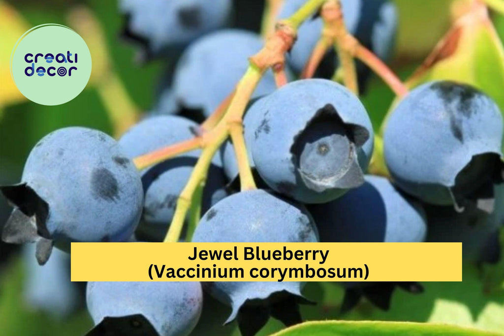 Jewel Blueberry Bush – 4–6” Live Southern Highbush Blueberry Starter Plant, Sweet Fruit Variety, Cold Hardy Berry Shrub