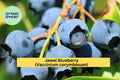Jewel Blueberry Bush – 4–6” Live Southern Highbush Blueberry Starter Plant, Sweet Fruit Variety, Cold Hardy Berry Shrub
