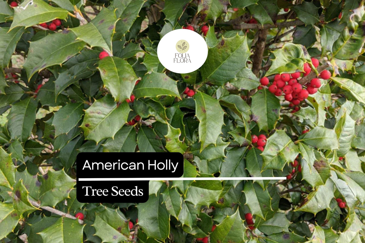 15 American Holly Seeds (Ilex opaca) | Native Evergreen Tree with Red Berries | Wildlife Habitat & Year-Round Greenery