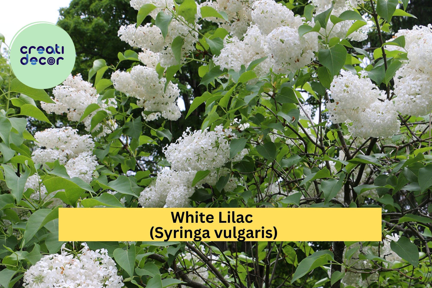 White Lilac Bush – Syringa vulgaris – Jumbo Bare Root Flowering Shrub, Fragrant Spring Blooms with Planting Instructions