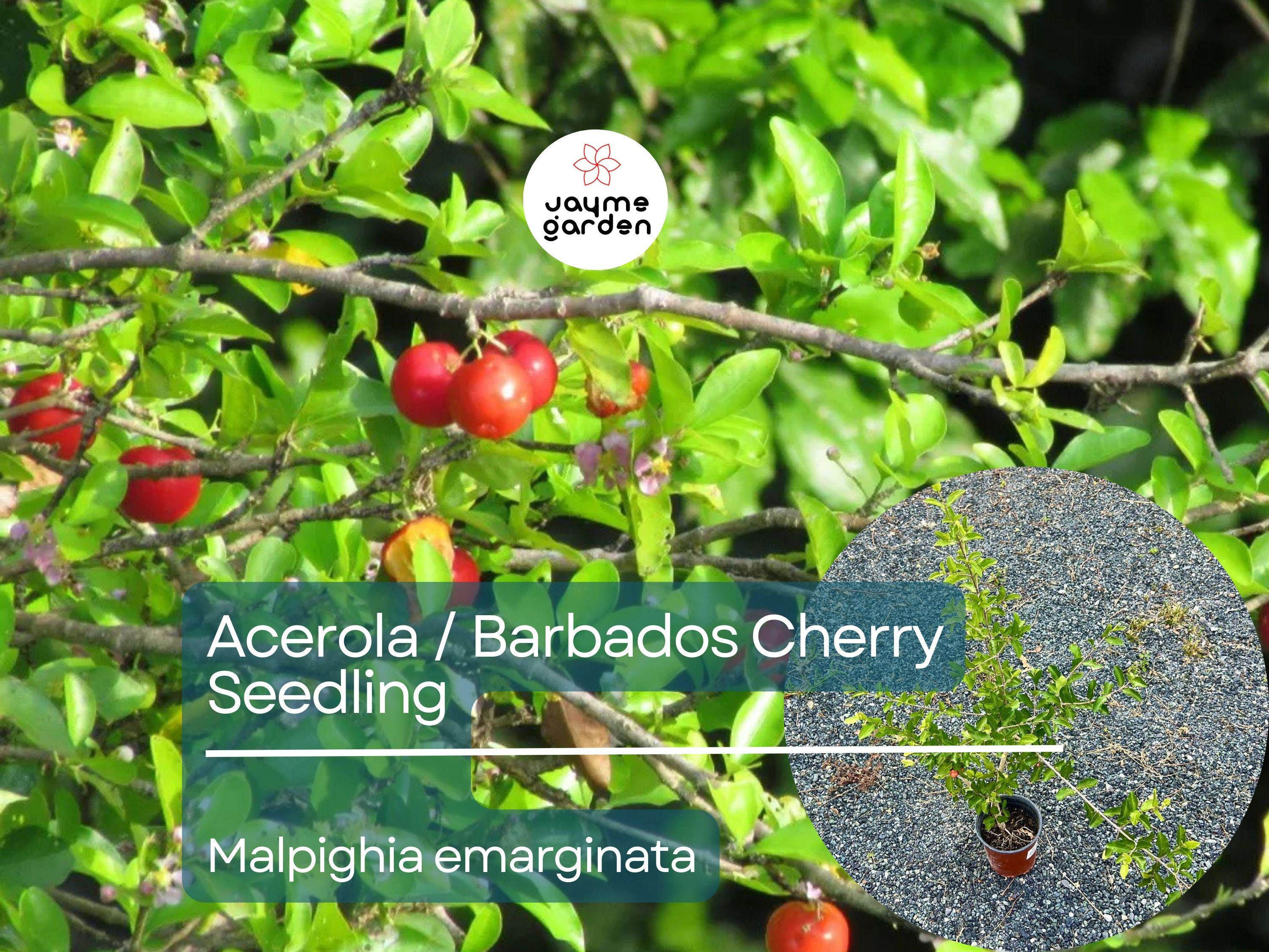 Acerola Starter Plant Seedling (Malpighia emarginata) - Live Fruit Tree 2′-3′ Tall - Guarani, Barbados, West Indian Cherry for Garden