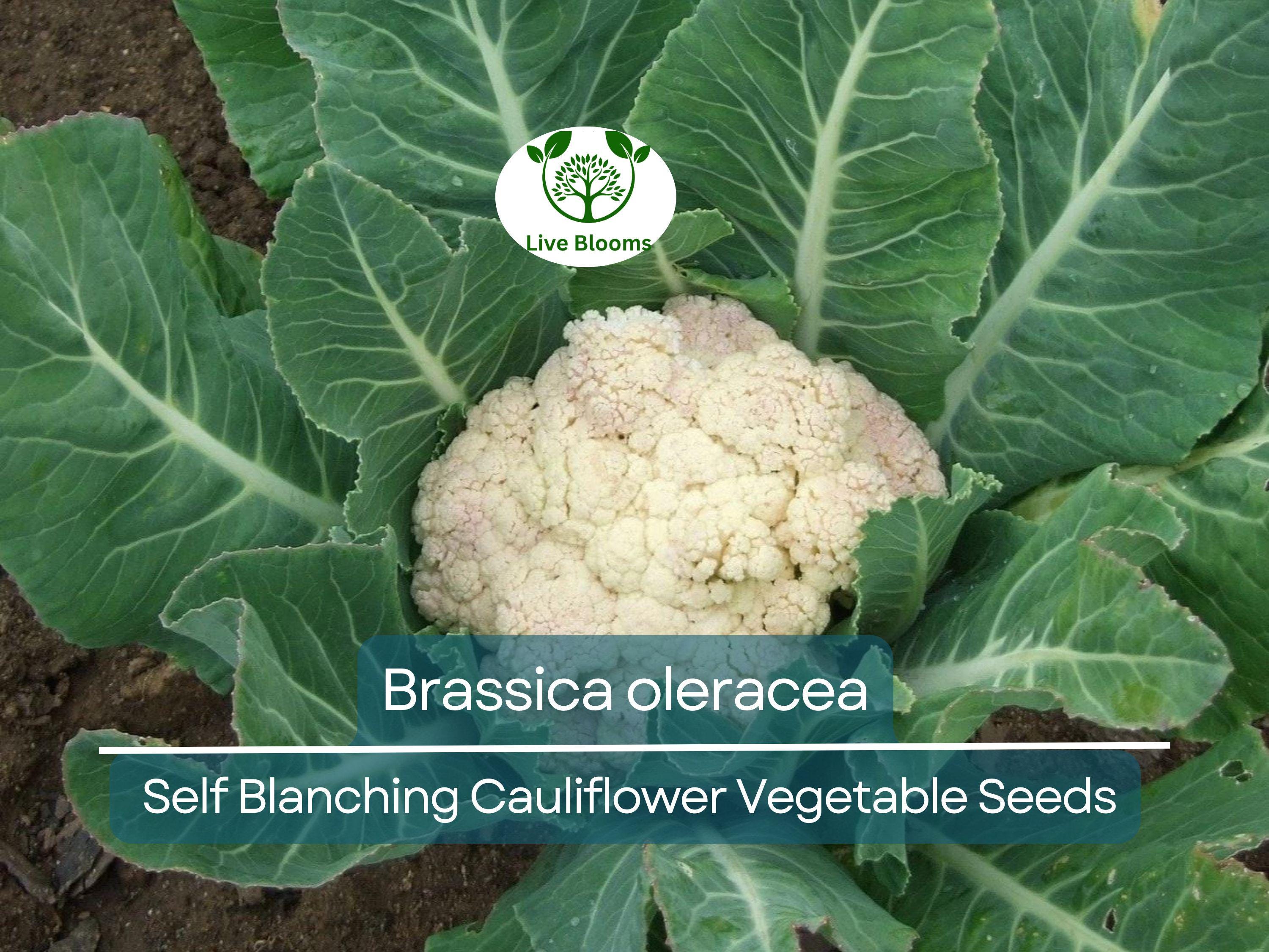 1 Gram Seeds Cauliflower Self-Blanching – Brassica oleracea Vegetable for Planting | Easy to Grow, Tender Heads, Garden Favorite