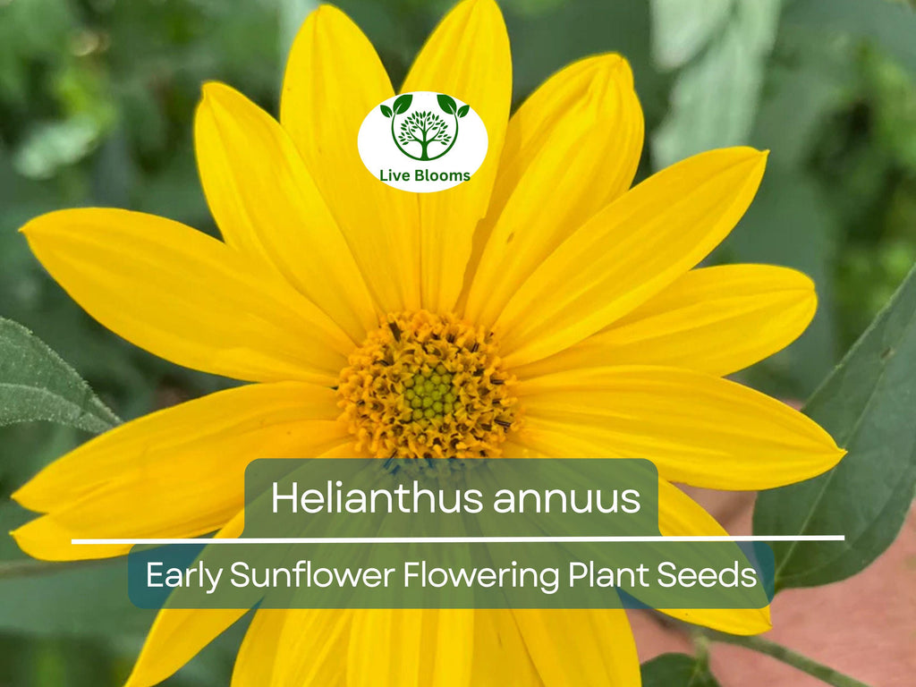 250 mg Seeds Early Sunflower (Helianthus annuus) – Vibrant Flowering Plant for Planting, Gardening, & Pollinator-Friendly Landscapes