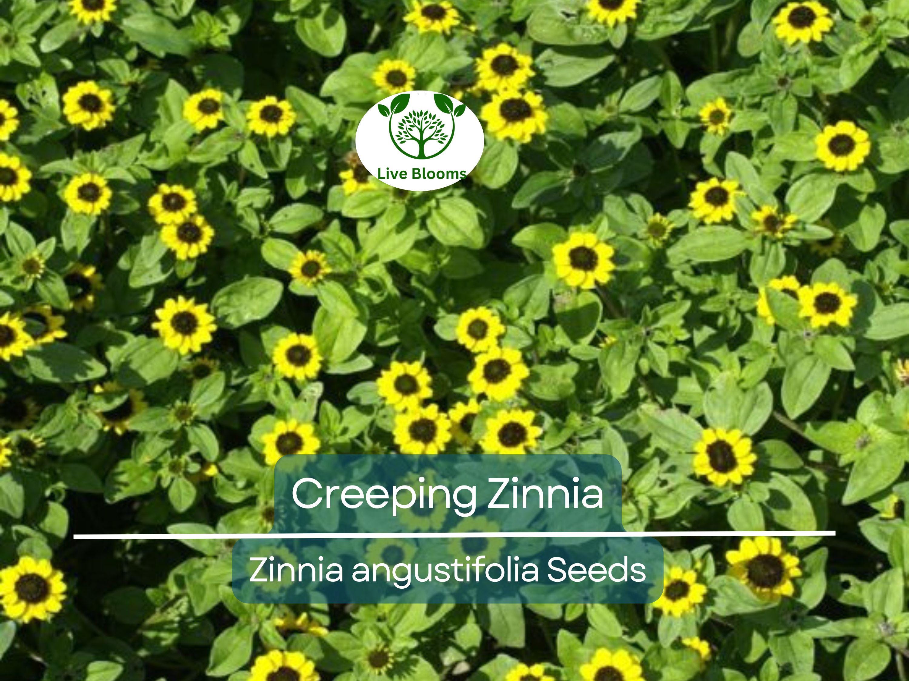 500 Creeping Zinnia Seeds - Ground Cover, Rock Garden, Low Maintenance, Vibrant Blooms, Zinnia angustifolia, Ideal for Landscaping