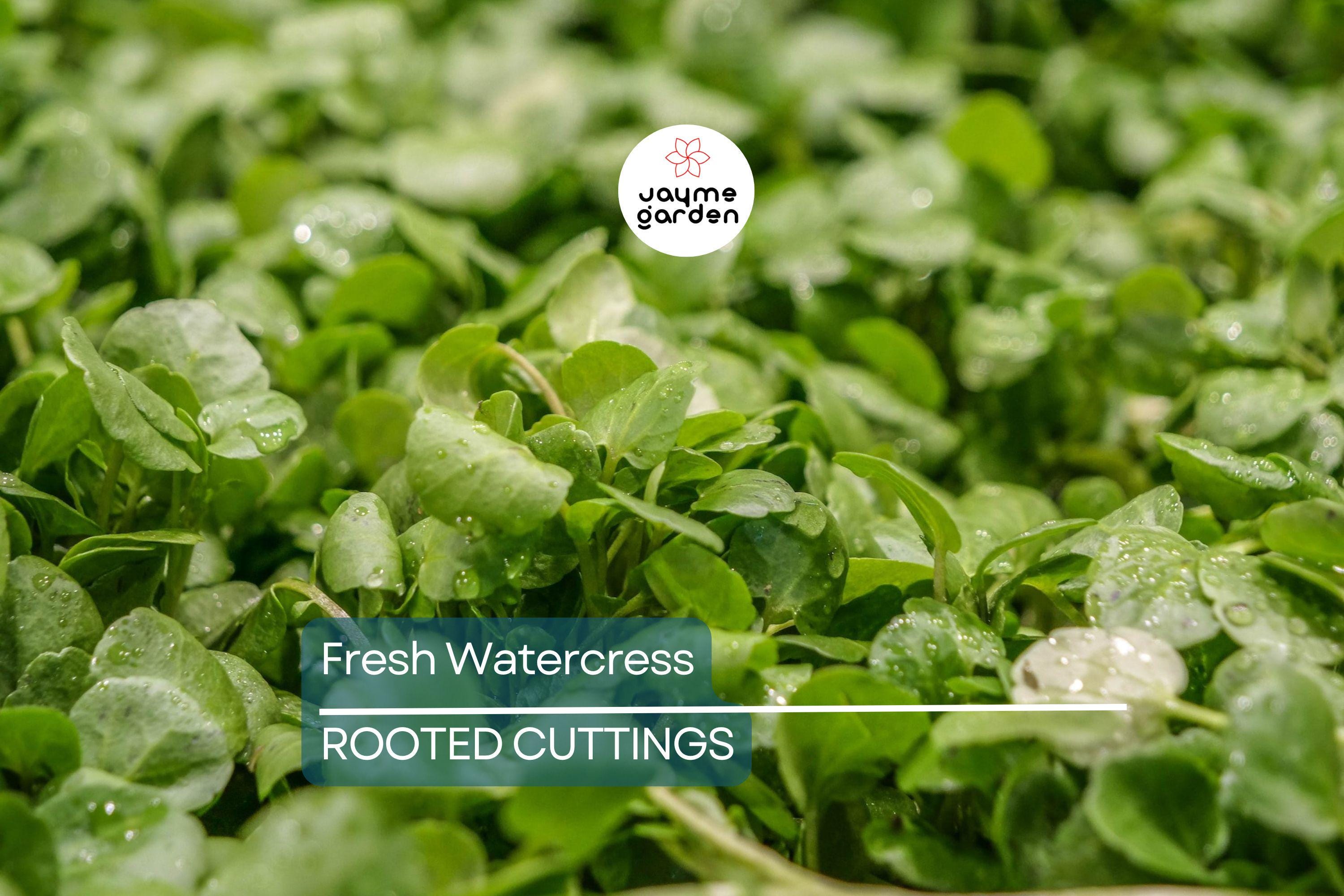 10 Fresh Watercress Cuttings with Roots – Live Vegetable – Ready to Plant – Fast Growing & Nutrient-Rich