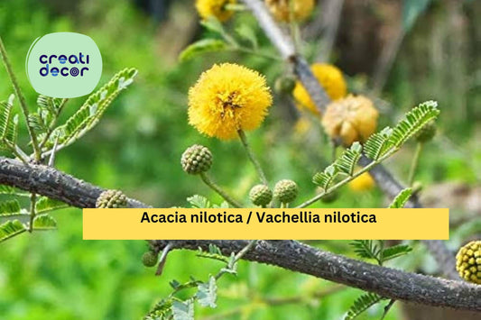 Acacia nilotica Seeds (Vachellia) – 5 Gum Arabic Tree Seeds | Drought-Tolerant | Thorny Acacia | Exotic Bonsai or Ornamental Tree