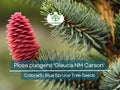 50 Seeds Picea pungens 'Glauca NM Carson' (Colorado Blue Spruce) for Planting | Ornamental Evergreen Tree for Landscaping