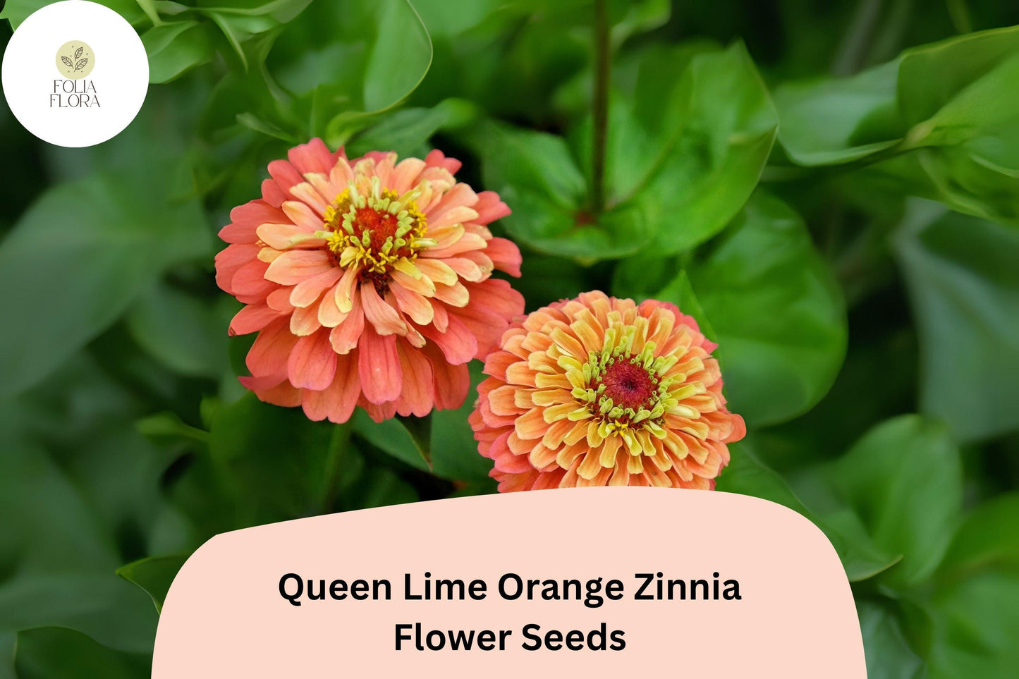 100+ Queen Lime Orange Zinnia Seeds – Unique Peach-Orange Blooms for Garden Planting, Borders & Cut Flowers