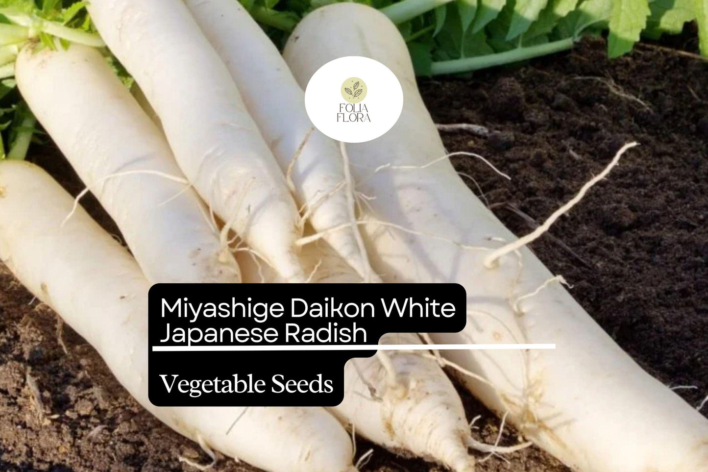 100 Seeds Miyashige Daikon White Japanese Radish, Crisp & Sweet, Easy to Grow