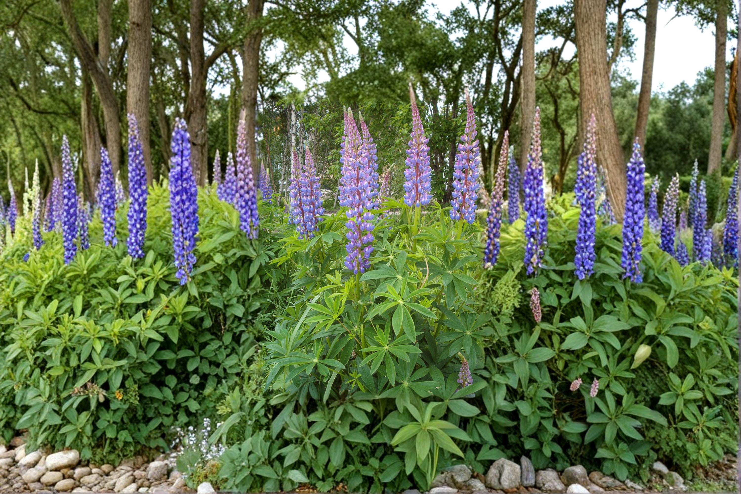 Large Leaf Lupine 20 Seeds | Showy Native Perennial | Tall Colorful Flower Spikes | Pollinator Favorite