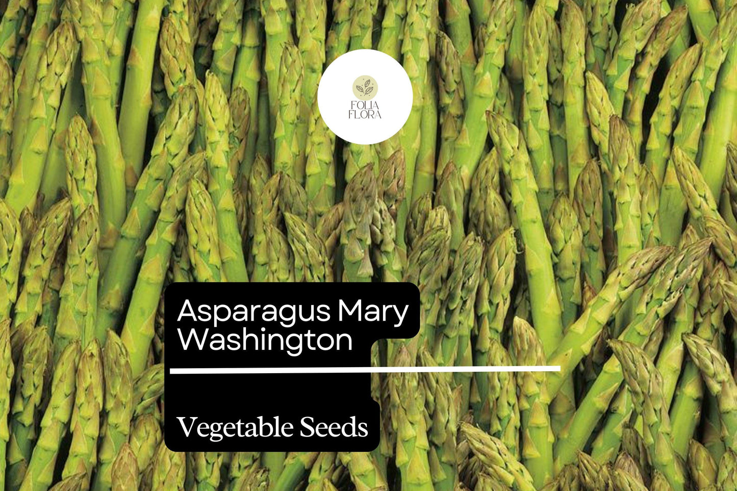 1g Asparagus Mary Washington Seeds Asparagus officinalis | Heirloom Vegetable Long-Lived Perennial for Garden Planting