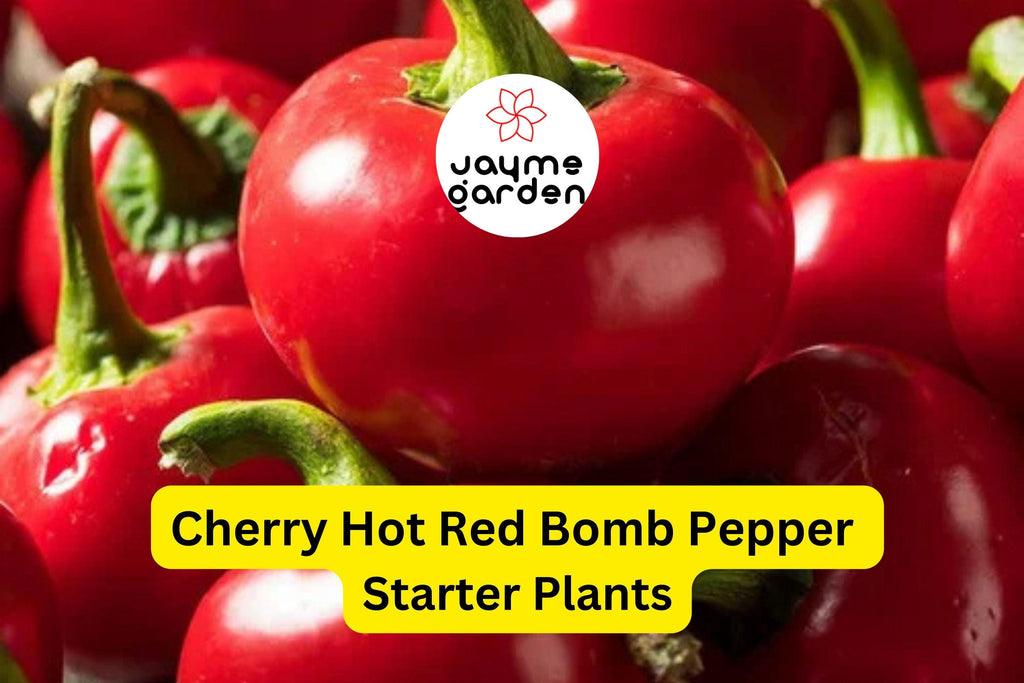 3 Cherry Hot Red (Cherry Bomb) Pepper Starter Plants - Spicy & Sweet Chili - High Yield for Gardens, Containers Cooking