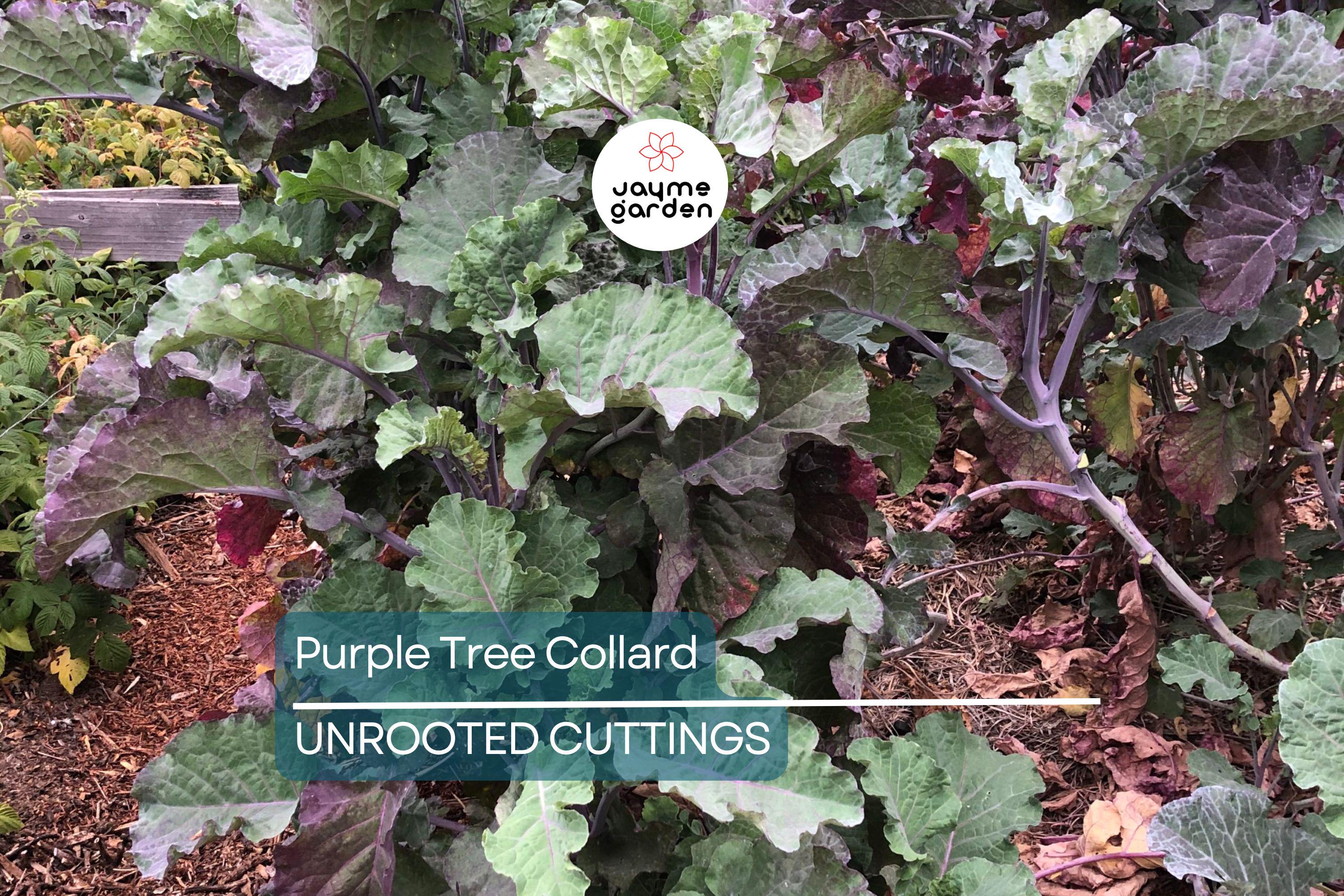 Purple Tree Collard Cuttings (2) – Organic Kale Cutting for Easy Growing, Pesticide-Free