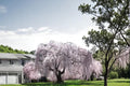 Weeping Yoshino Cherry 1 Live Plant 2ft Tall (Prunus × yedoensis) Weeping Cherry Tree
