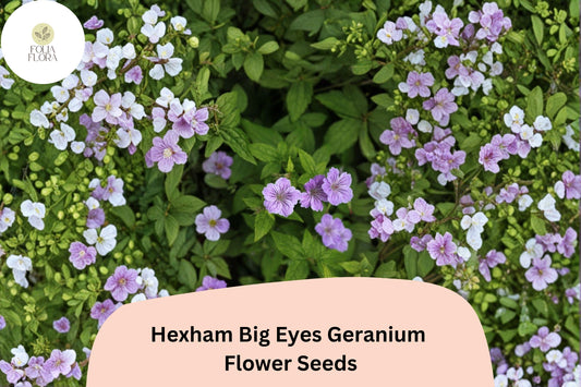 25+ Hexham Big Eyes Geranium Seeds for Garden Planting – Large Purple Blooms, Hardy Perennial Flower