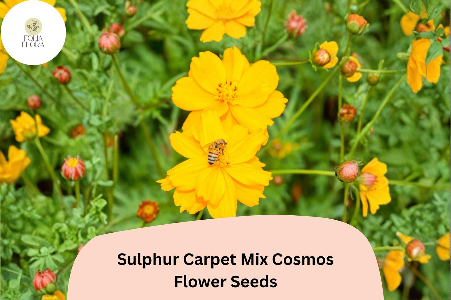 200+ Sulphur Carpet Mix Cosmos Seeds | Cosmos sulphureus Orange Yellow Red Blend | Dwarf Garden Flower Seeds