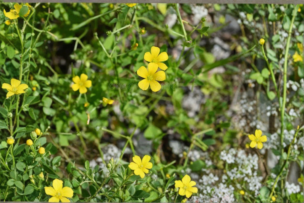 Oxalis valdiviensis – Chilean Yellow Clover Seeds | 10 Seeds | Sorrel Groundcover | Bright Flowering Plant