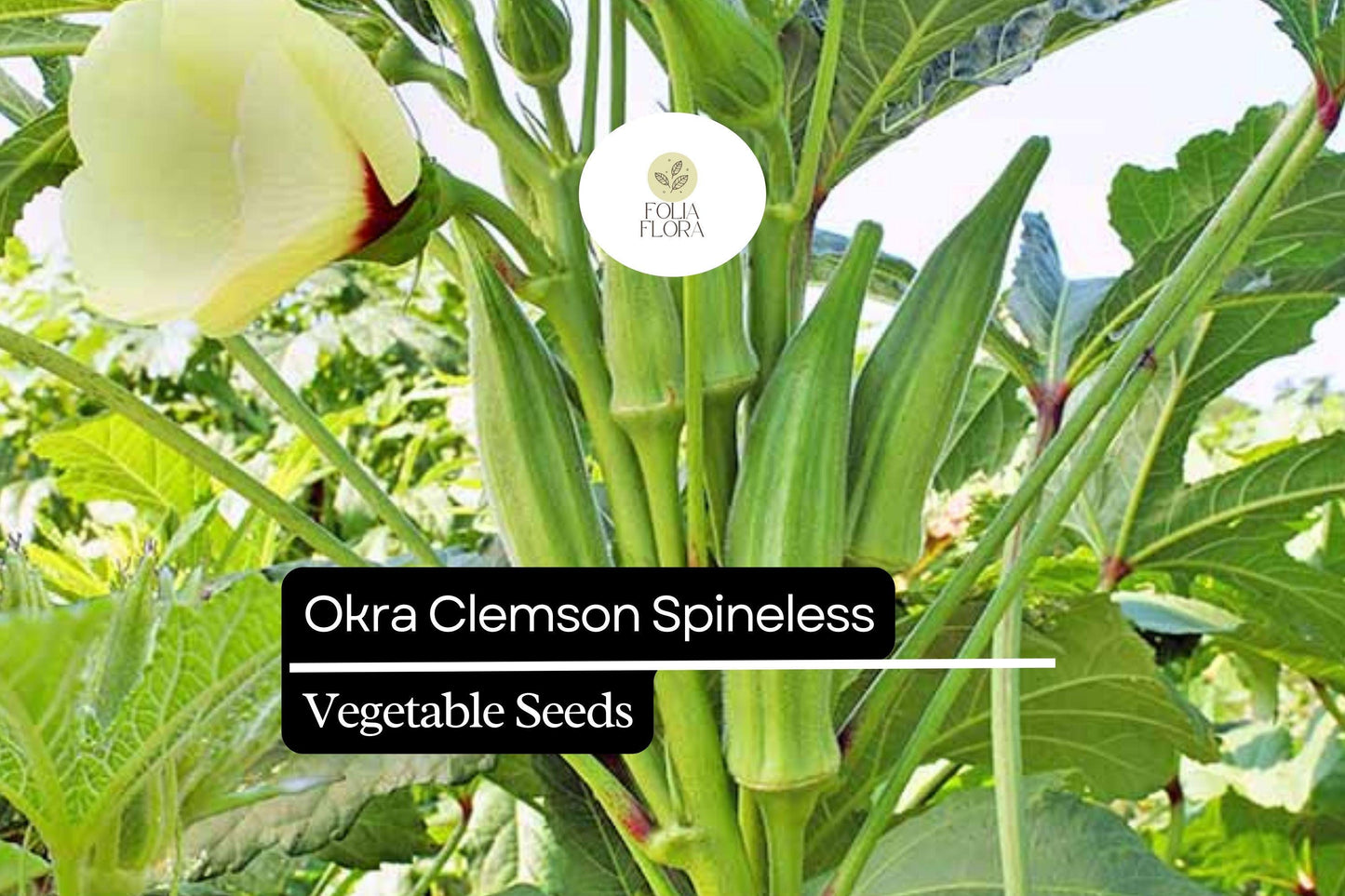 5g Okra Clemson Spineless Seeds Abelmoschus esculentus | Heirloom, Non-GMO, High Yield, Heat Tolerant, Tender Pods, Easy to Grow