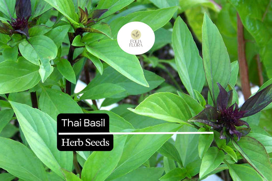 200 Thai Basil Seeds – Ocimum basilicum var. thyrsiflora – Heirloom, Sweet & Spicy, Aromatic, Non-GMO