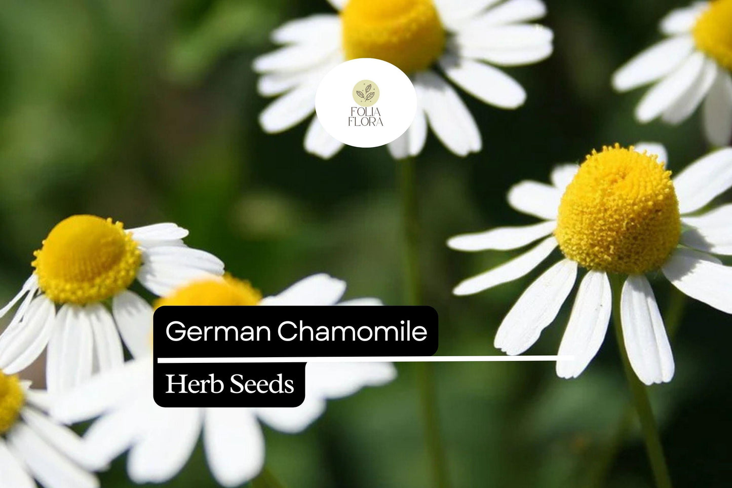 200 German Chamomile Herb Seeds – Matricaria chamomilla – Heirloom, Pollinator-Friendly, Easy to Grow