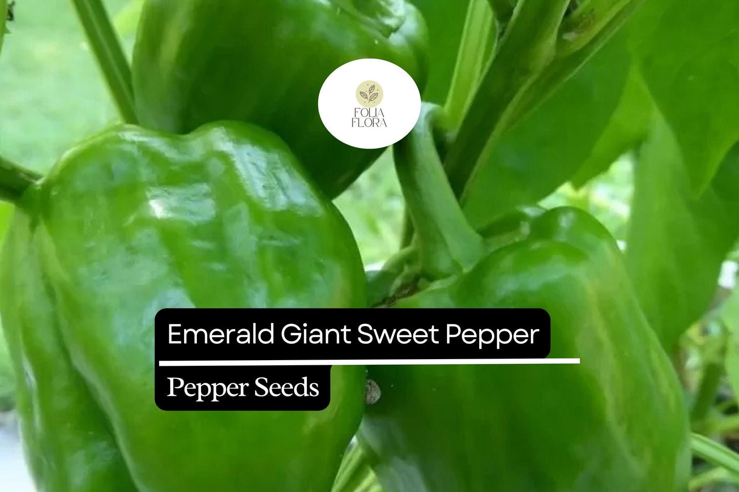 25 Emerald Giant Sweet Pepper Seeds – Capsicum annuum – Heirloom Bell Pepper, Large Green Fruits, Non-GMO, Sweet & Crisp