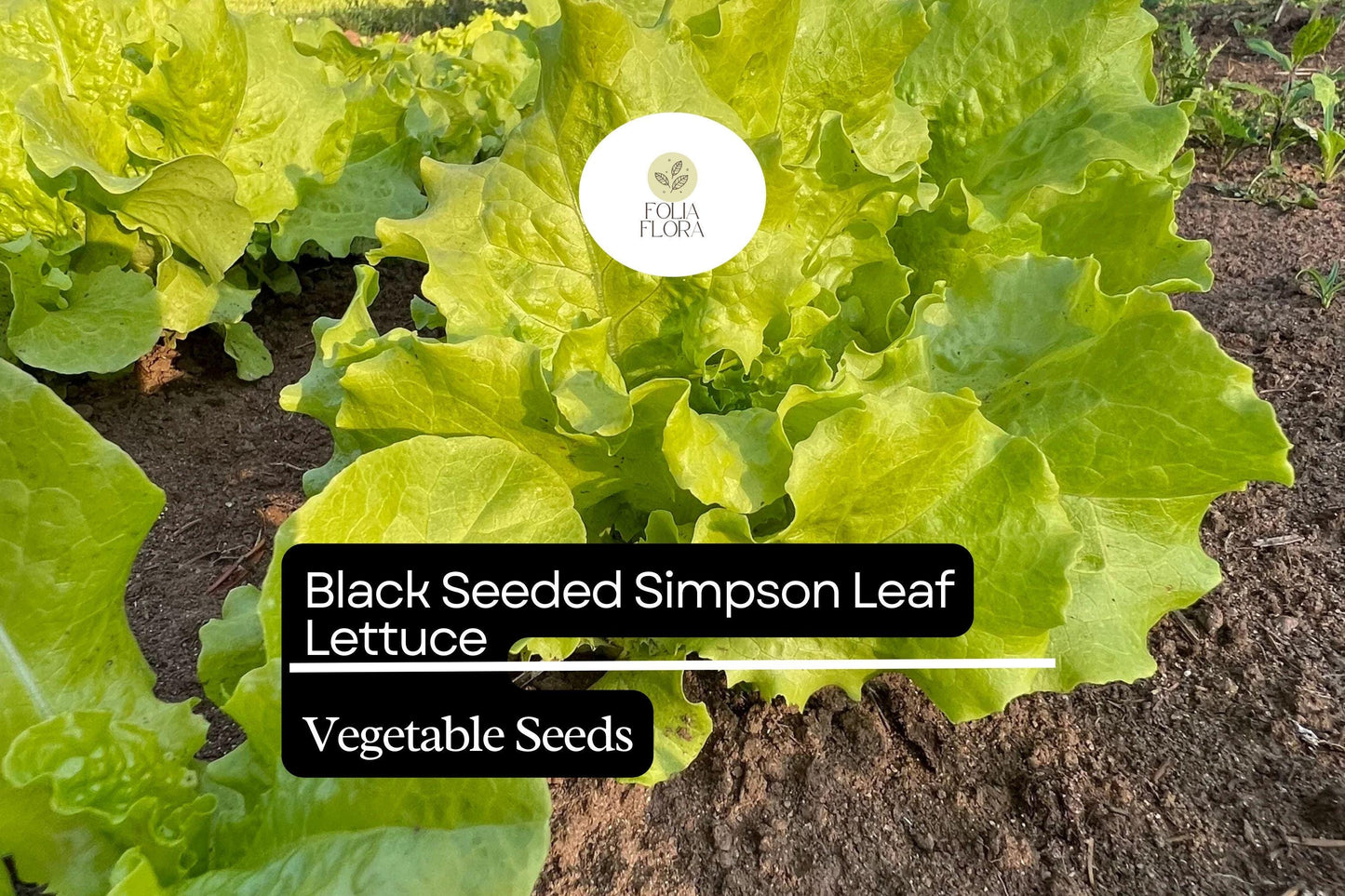 1000 Black Seeded Simpson Lettuce Seeds – Lactuca sativa – Heirloom, Fast-Growing, Tender & Crisp