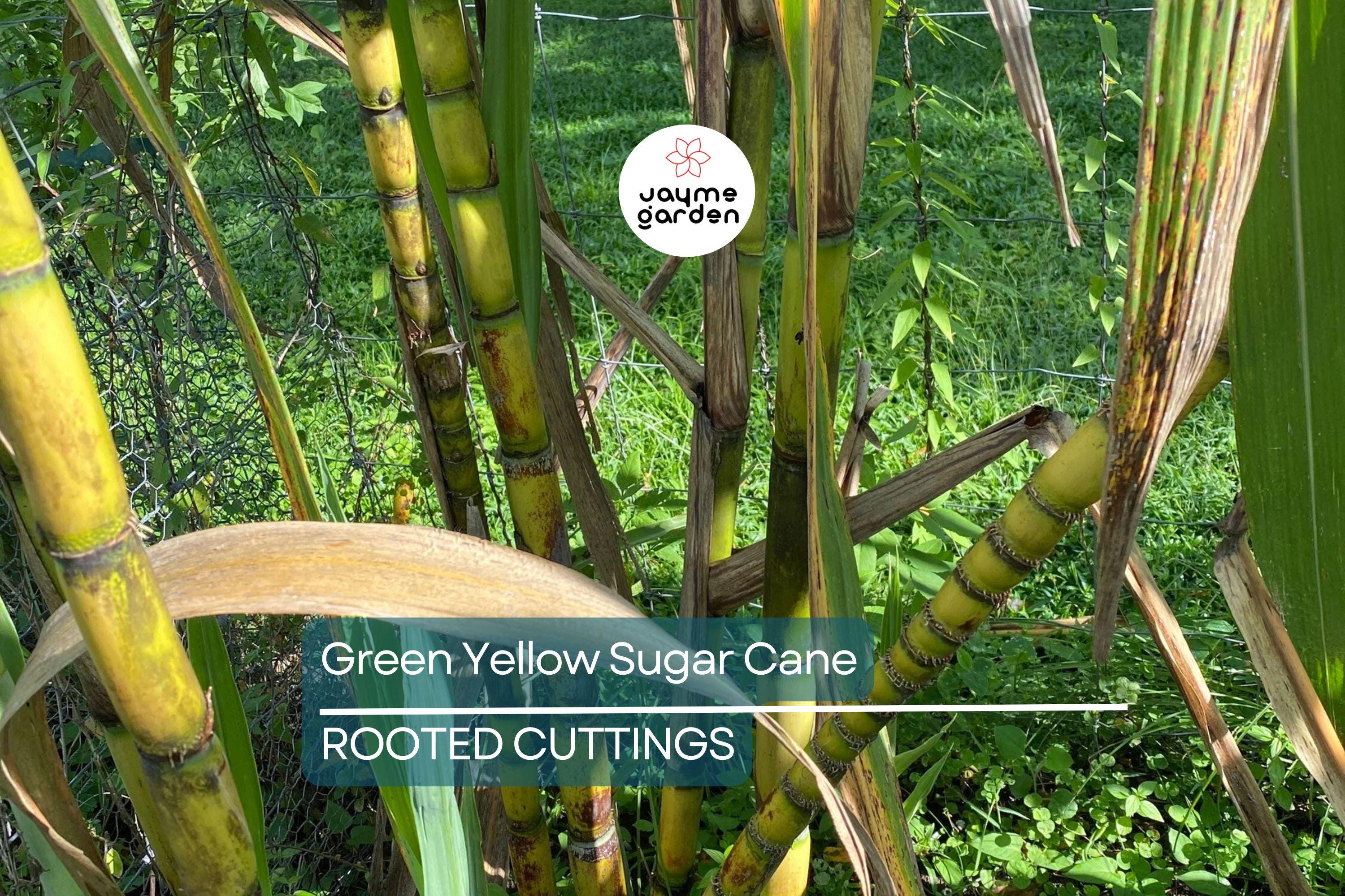 1 Rooted Green/Yellow Sugar Cane Plant - Organic Juicing & Chewing Sugarcane - Ready to Plant, Potted Live Plant