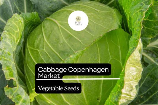 500 Copenhagen Market Cabbage Seeds – Brassica oleracea – Heirloom, Early-Maturing, Compact & Sweet