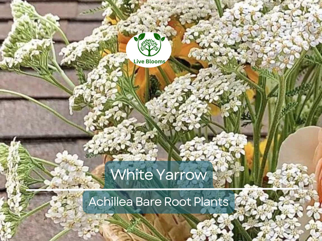 1 White Yarrow Plant – Achillea Millefolium Bare Root Perennial, Herb, Pollinator Friendly, Drought Tolerant Garden Flower