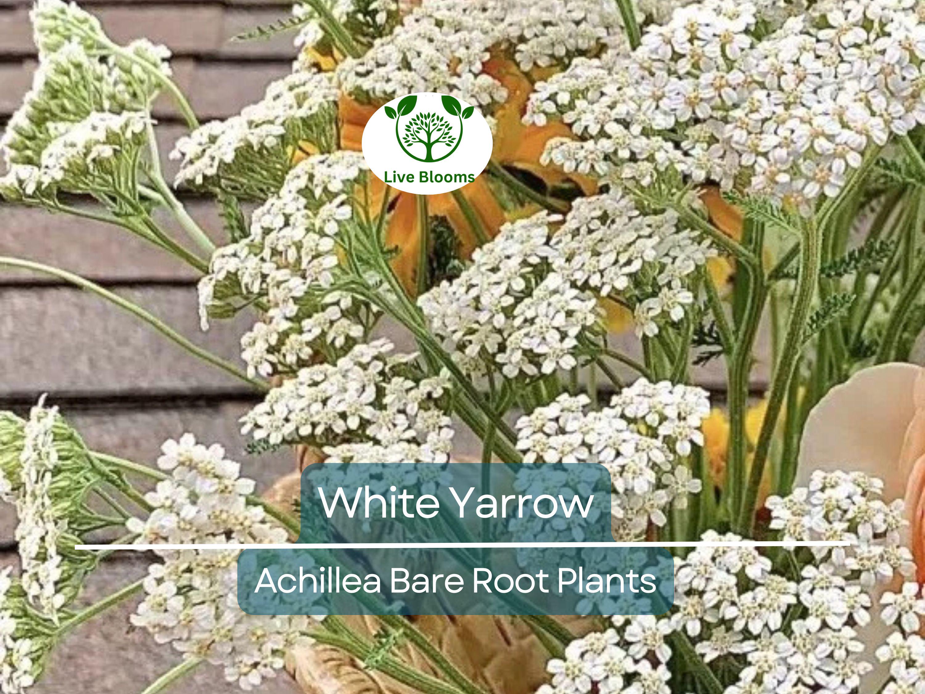 1 White Yarrow Plant – Achillea Millefolium Bare Root Perennial, Herb, Pollinator Friendly, Drought Tolerant Garden Flower