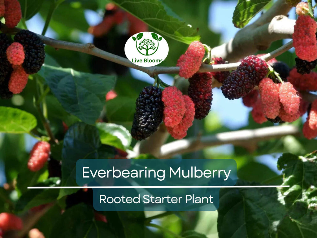 1 Dwarf Everbearing Mulberry Live Plant, Fruit Right Away, Morus Nigra, Compact Tree for Garden, Easy to Grow, Year-Round Fruit Production