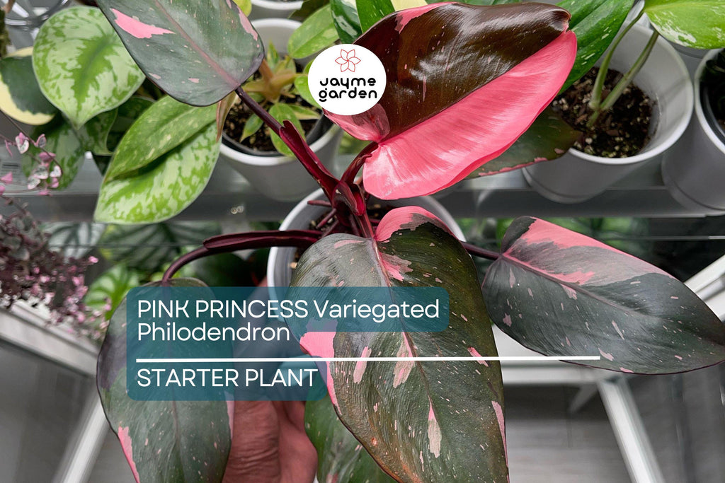 Pink Princess Variegated Philodendron - Rare Live Starter Plant - Small Rooted, Pink & White Foliage, Indoor and Outdoor, Medium Watering