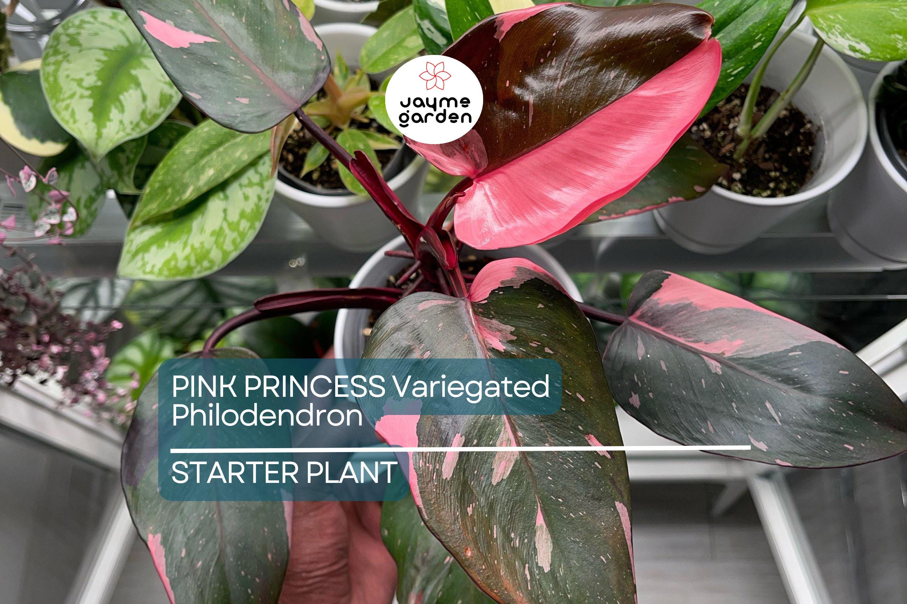 Pink Princess Variegated Philodendron - Rare Live Starter Plant - Small Rooted, Pink & White Foliage, Indoor and Outdoor, Medium Watering