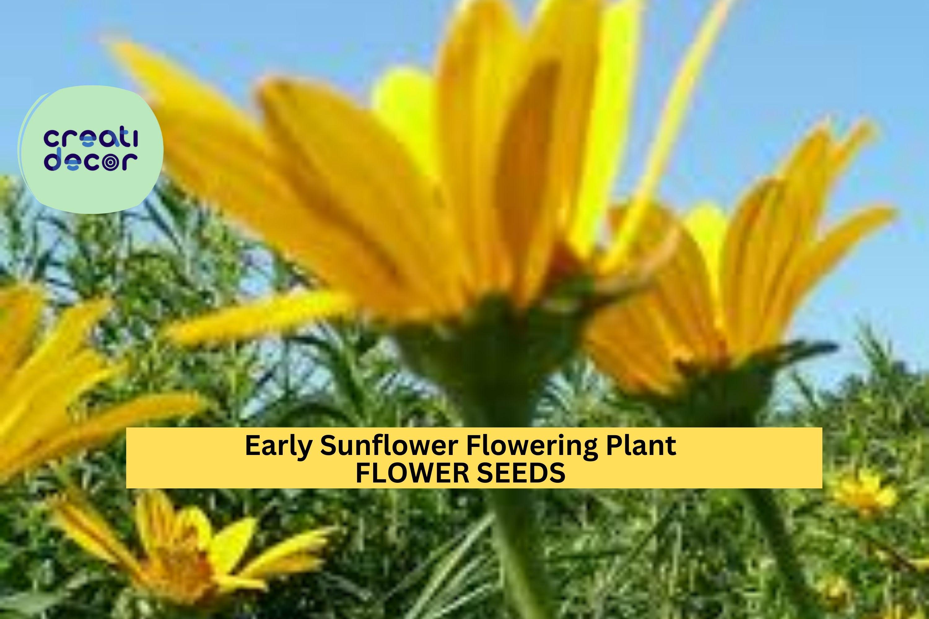 3pcs of 250mg Early Sunflower – Bright Yellow Blooms, Fast-Growing, Pollinator-Friendly Garden Flower Seeds for Planting