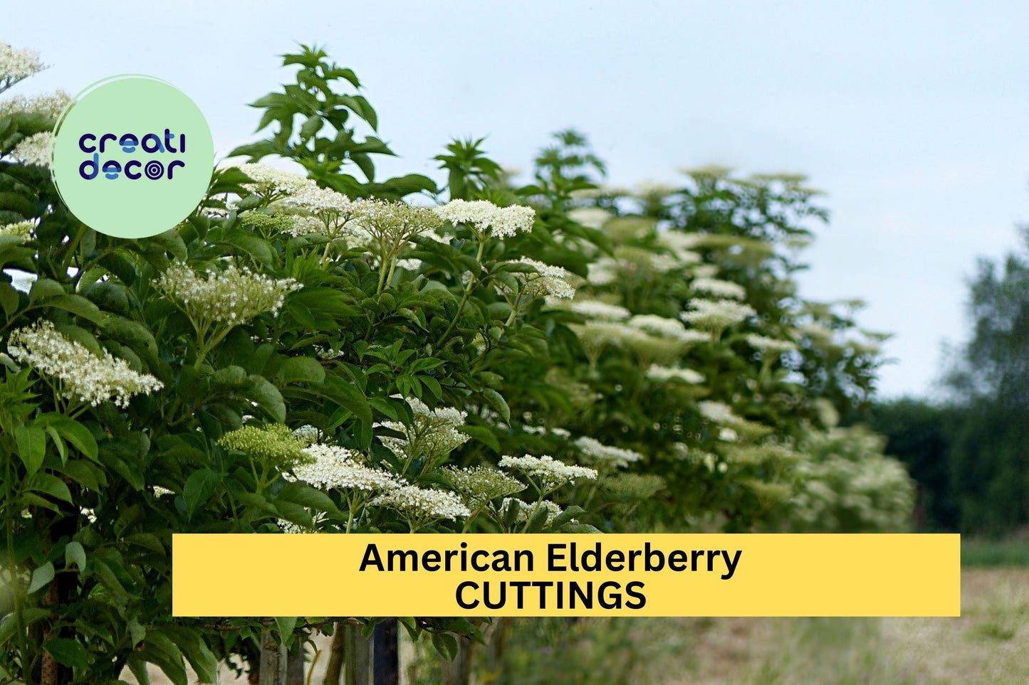 12 American Elderberry Cuttings – Unrooted Sambucus Adams/York Variety for Edible Gardens & Wildlife Habitat – USA