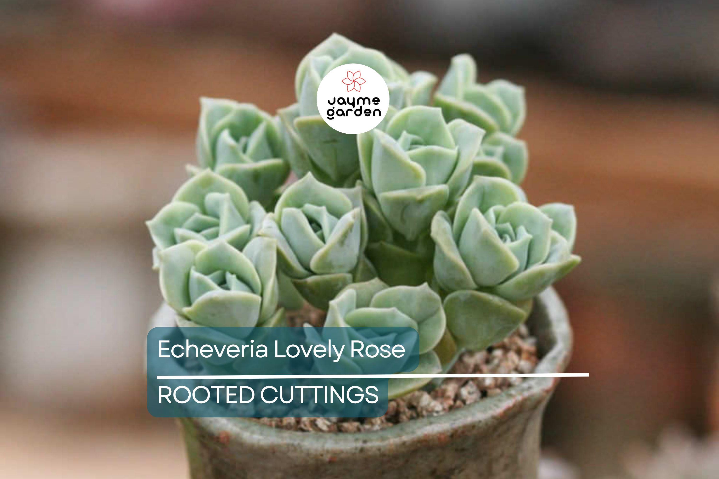 5 Live Echeveria ‘Lovely Rose’ Succulent Plants Fully Rooted in 2" Pots | Rose-Like Mini Succulents for Gifts & Decor