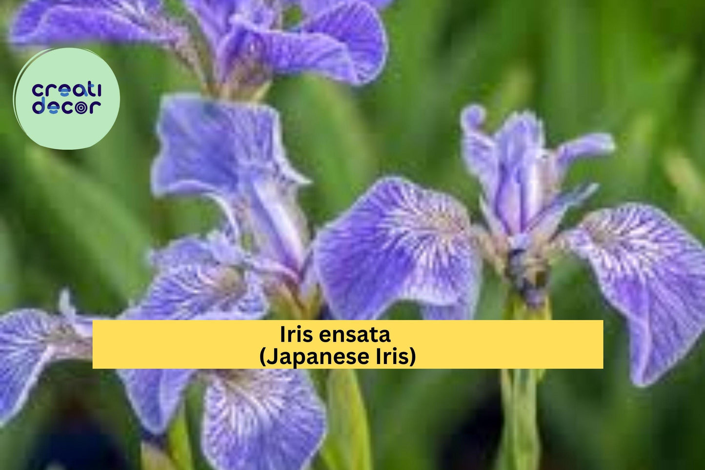 Light Purple Japanese Iris – Iris ensata – Live Root Rhizomes for Planting, Hardy Perennial Water Garden Flower