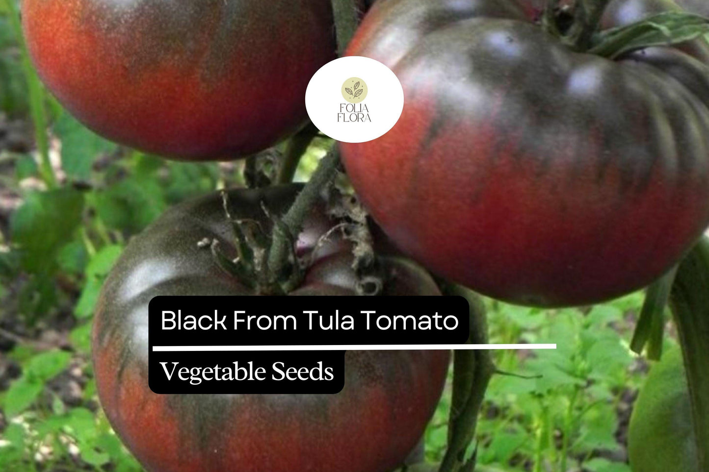 30 Black from Tula Tomato Seeds – Solanum lycopersicum – Heirloom Beefsteak, High-Yielding, Perfect for Slicing