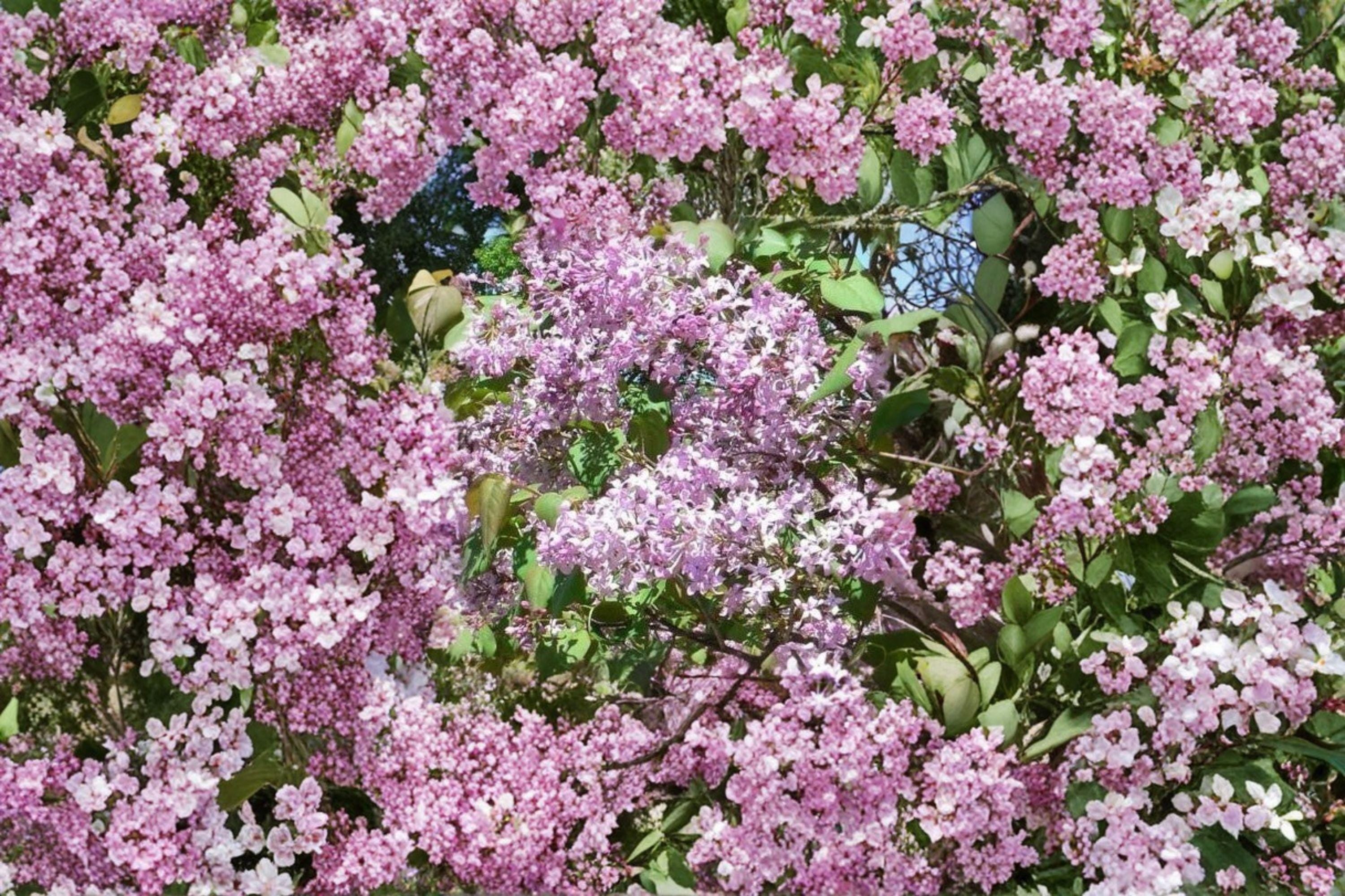 Early Lilac Seeds – Syringa oblata | 25 Seeds | Fragrant Spring Flowering Shrub | Hardy Ornamental Garden