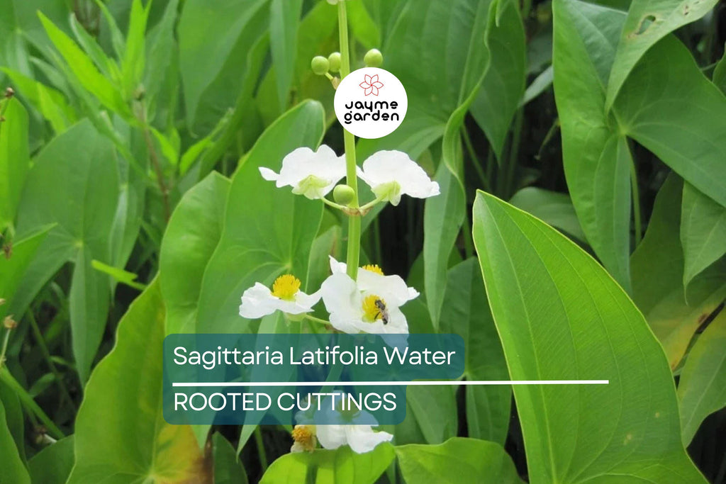 5 Aquatic Broadleaf Arrowhead Roots (Sagittaria Latifolia) Water Garden Plants