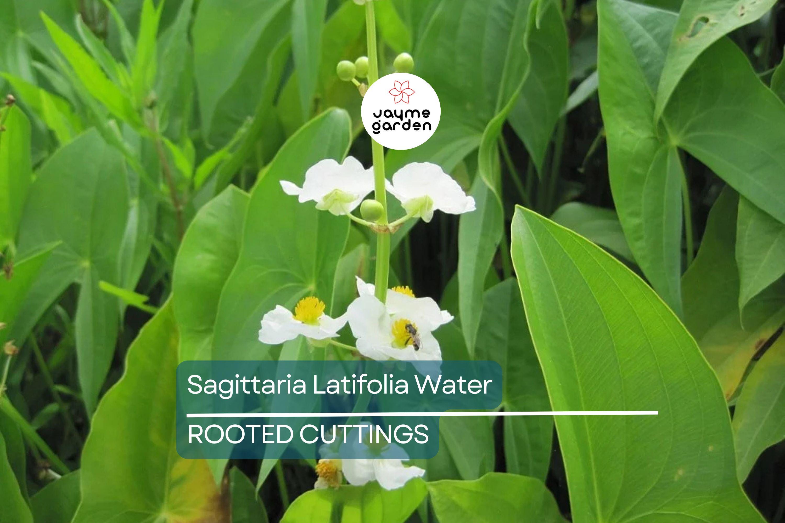5 Aquatic Broadleaf Arrowhead Roots (Sagittaria Latifolia) Water Garden Plants