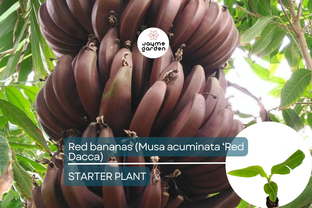 Red Banana Tree (Musa acuminata ‘Red Dacca’) Live Fruit Plant 10”-20” Tall | Exotic Sweet Tropical Bananas