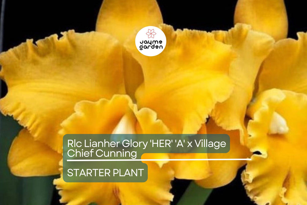 Rlc Lian Her Glory 'HER' x Village Chief Cunning Orchid | Live Tropical Cattleya Starter Plant in 3" Pot | Vibrant Yellow Blooms