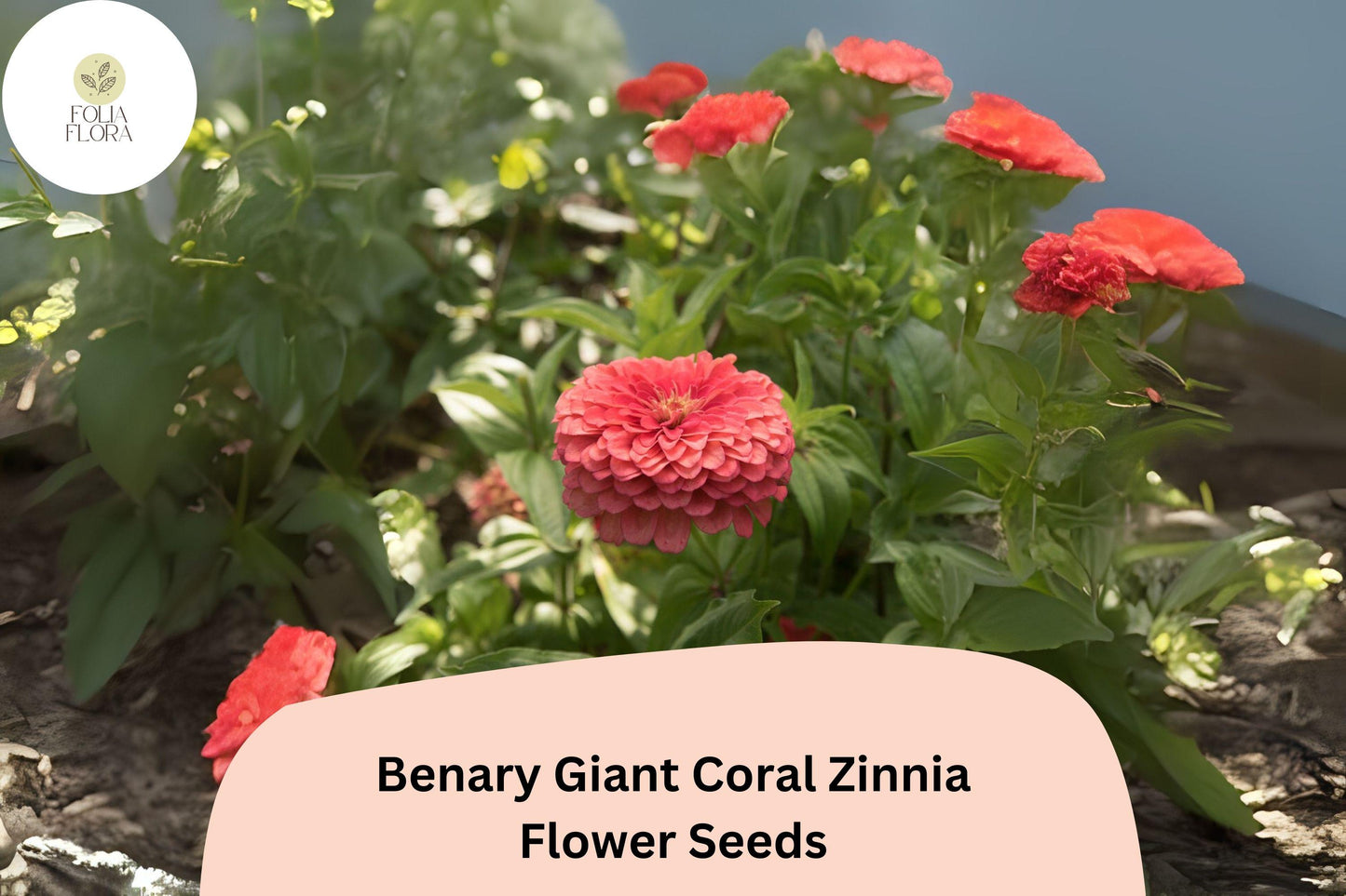 100+ Benary Giant Coral Zinnia Seeds – Large Double Blooms for Cutting Gardens & Summer Borders